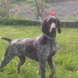 Arka