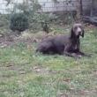Argo