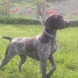 Arka
