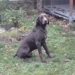 Argo